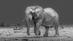 African Wanderlust: Gentle Giant Roams