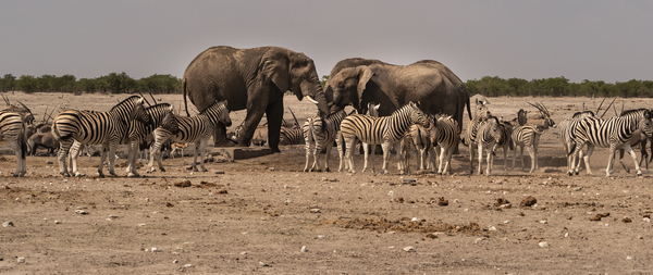 Natures Waterhole Clash