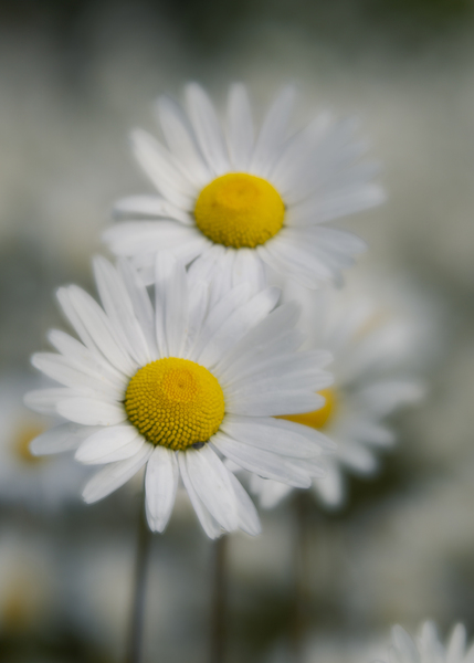 Whispers of Purity”: White Daisies in Soft Focus Print