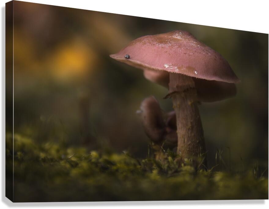 Under the Canopy  Canvas Print