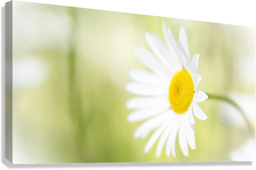 The Subtle Allure of a Simple Daisy Canvas Print