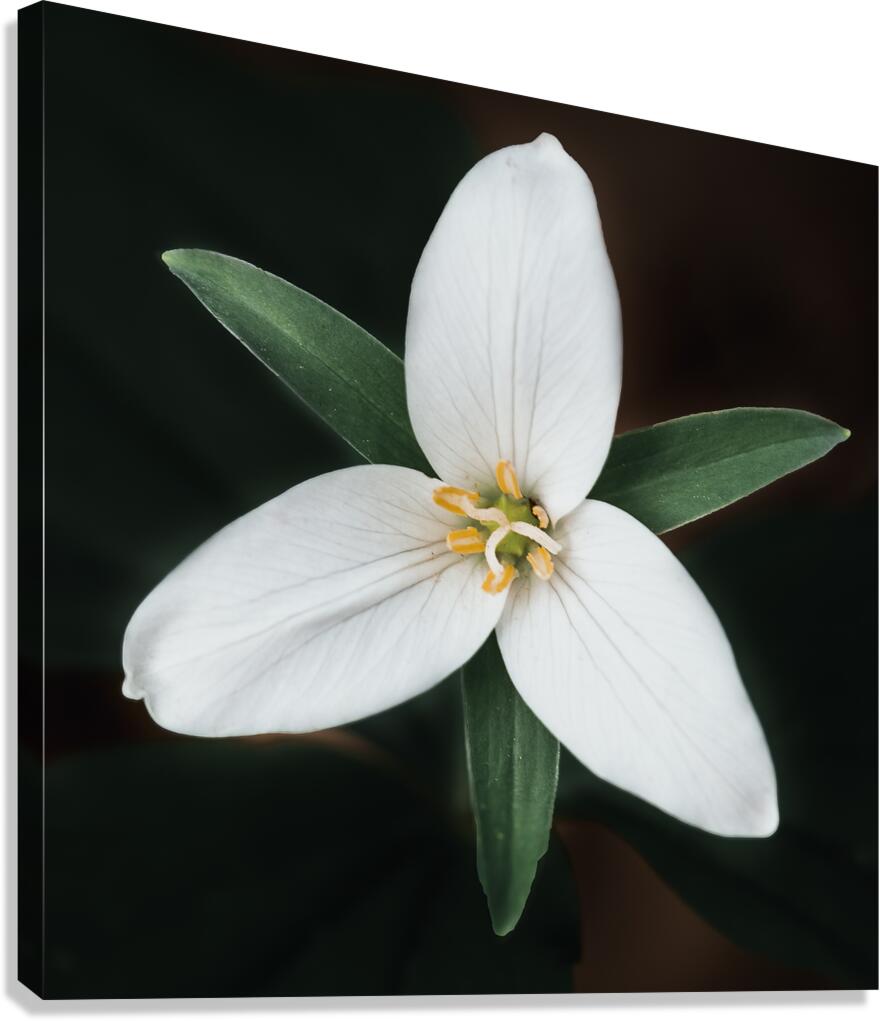 The Lone Bloom: A Study of Solitude in Flora Canvas Print