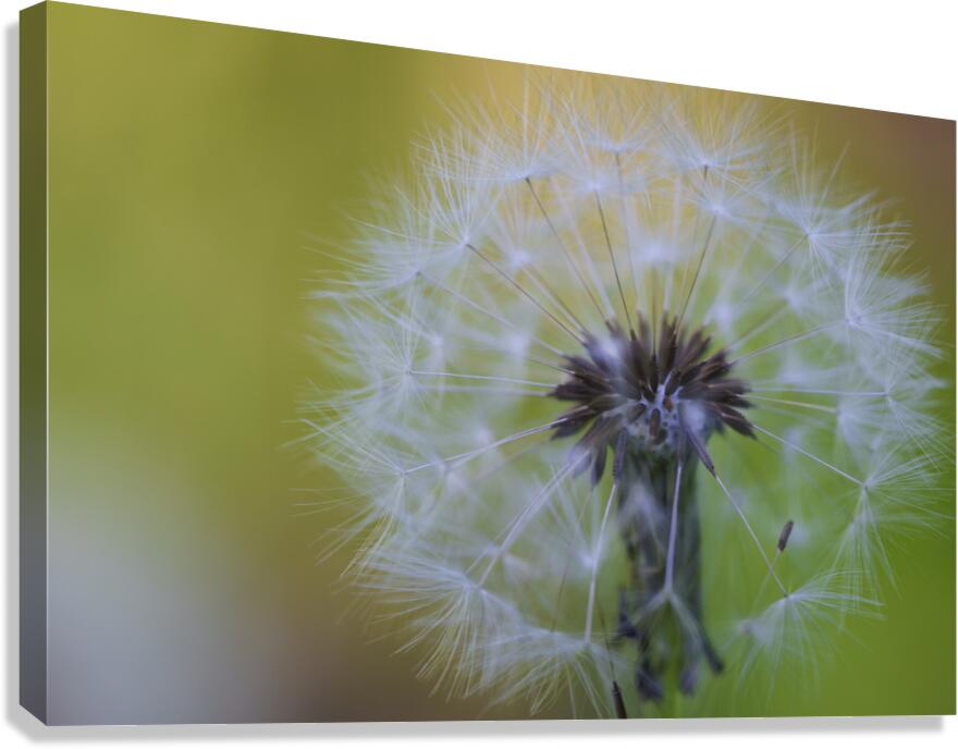 Softly Blushing  Canvas Print