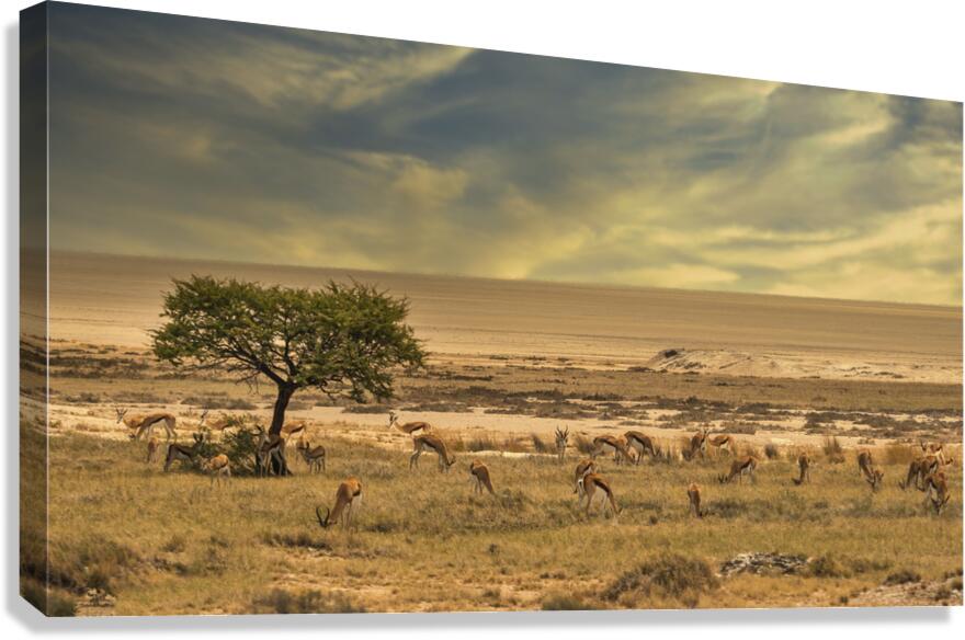 Springbok Oasis  Canvas Print