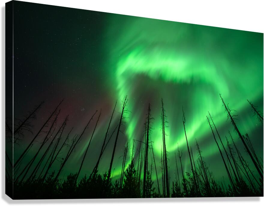 Aurora  Canvas Print