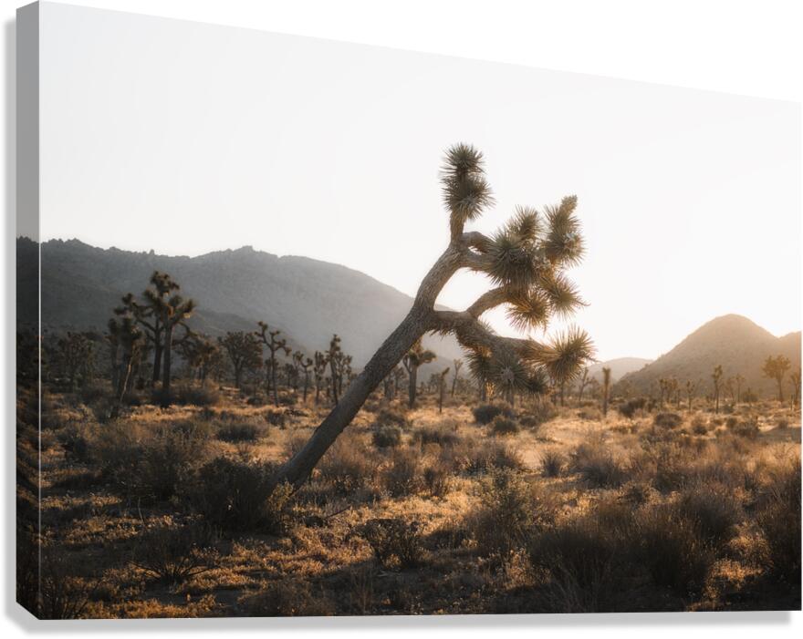 Joshua Tree  Canvas Print