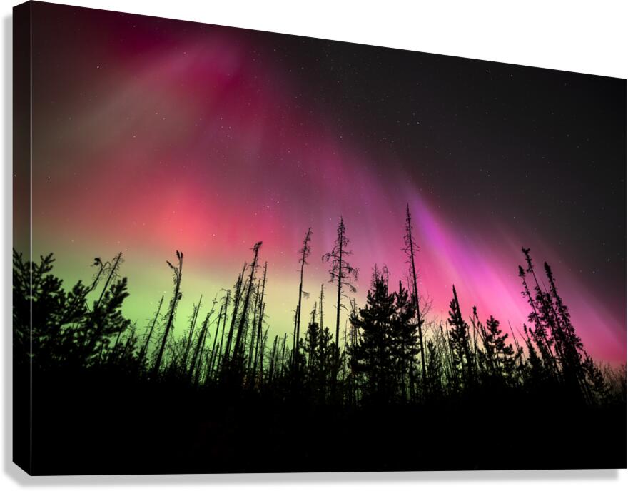 Pink Aurora  Canvas Print