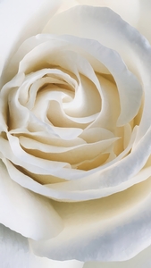 White Rose
