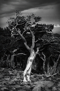 BWMtEvansTree