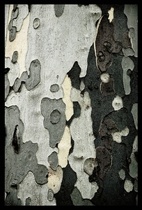 TreeBark 2