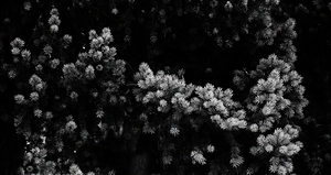 BWpine