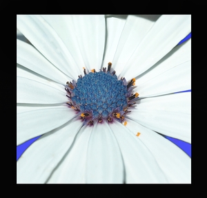 Calflower