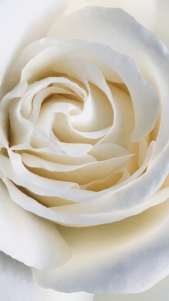 White Rose Print