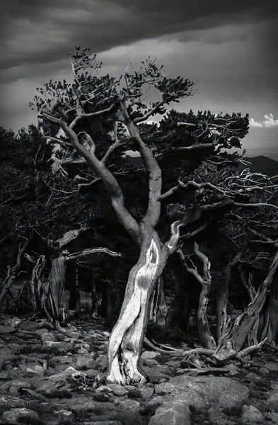 BWMtEvansTree Print