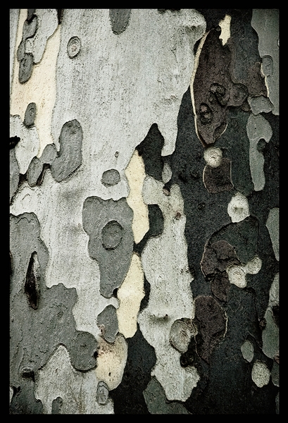 TreeBark 2 Print