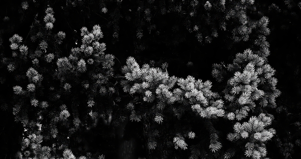 BWpine Print
