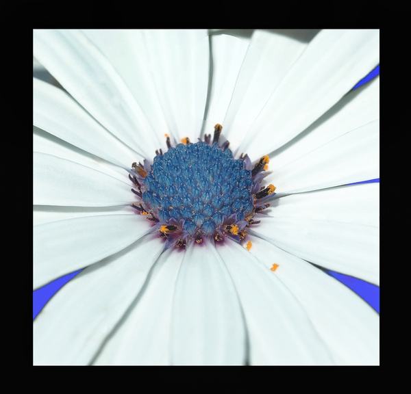 Calflower Print