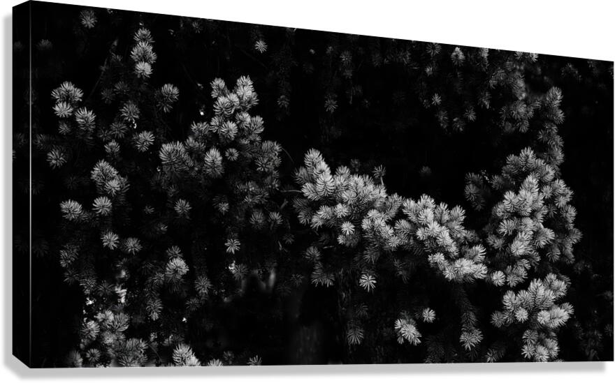 BWpine Canvas Print