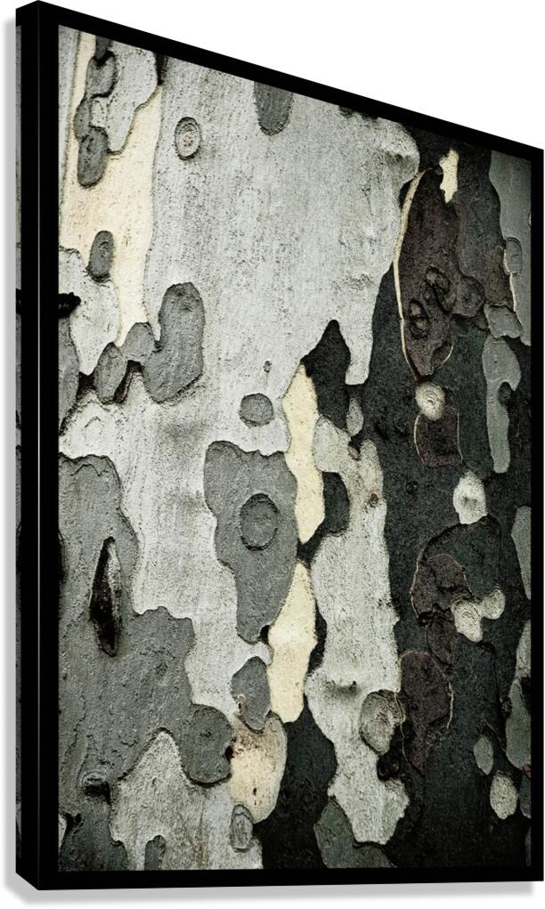 TreeBark 2 Canvas Print