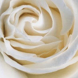 White Rose