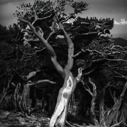 BWMtEvansTree