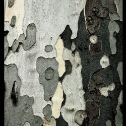 TreeBark 2