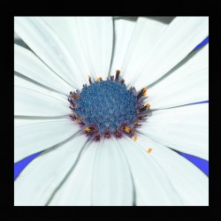 Calflower