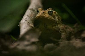 A Toad In The Woods