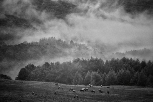 Wild Pennsylvania by mfstafford