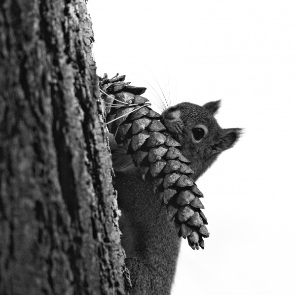 Squirrel Life Print