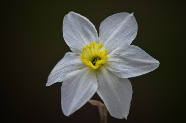 Daffodil Print