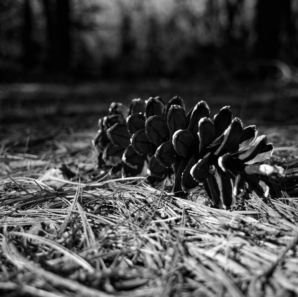 Forest Floor Print