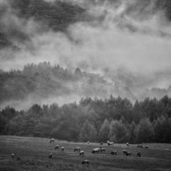 Wild Pennsylvania