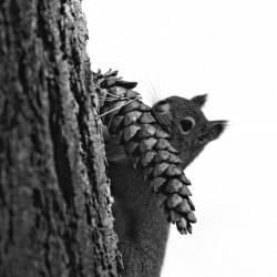 Squirrel Life