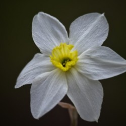 Daffodil