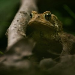 A Toad In The Woods