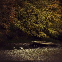 Autumn Splash
