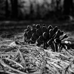 Forest Floor