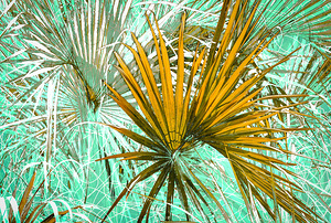 Sabal Palm