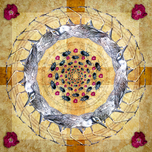 Yellow crowned Night Heron