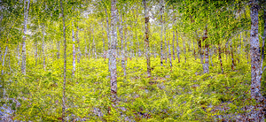 Bottom Land