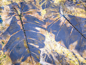 Blue Leaves