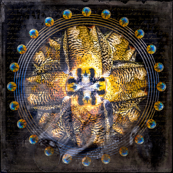 Peregrine Falcon Print