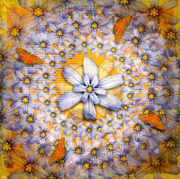 Gulf Fritilary Print