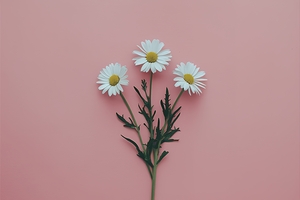 Minimal styled concept. White daisy chamomile flo