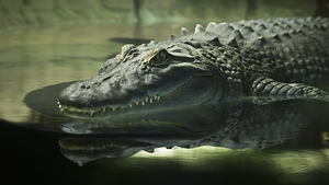 crocodile alligator under water closeup 3