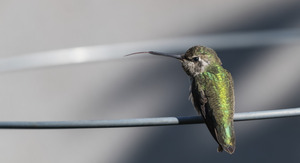 Perched Hummingbird