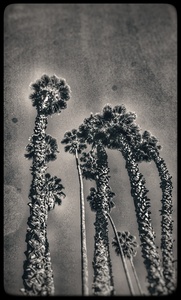 CALI PALM PARTY