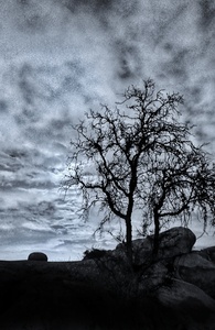HAUNTED TREE BLACK AND WHITE