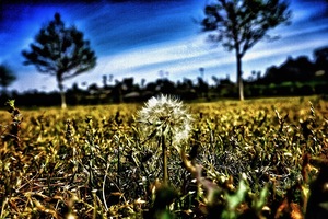 Make a Wish by Adrian500